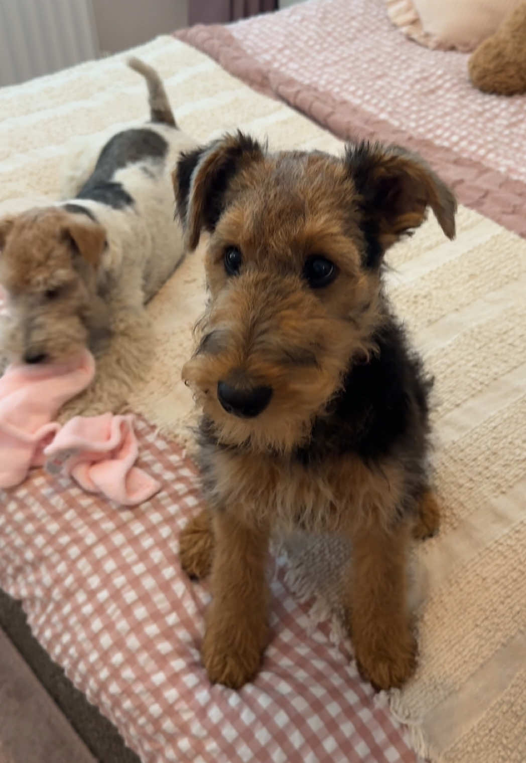 @Thefoxandtheairedale
