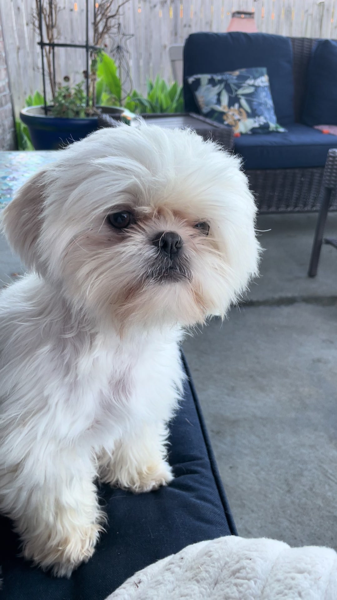 @Twilight Shih Tzu