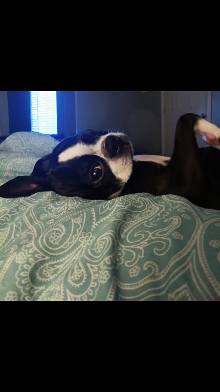 @Ruby the Boston Terrier-G7