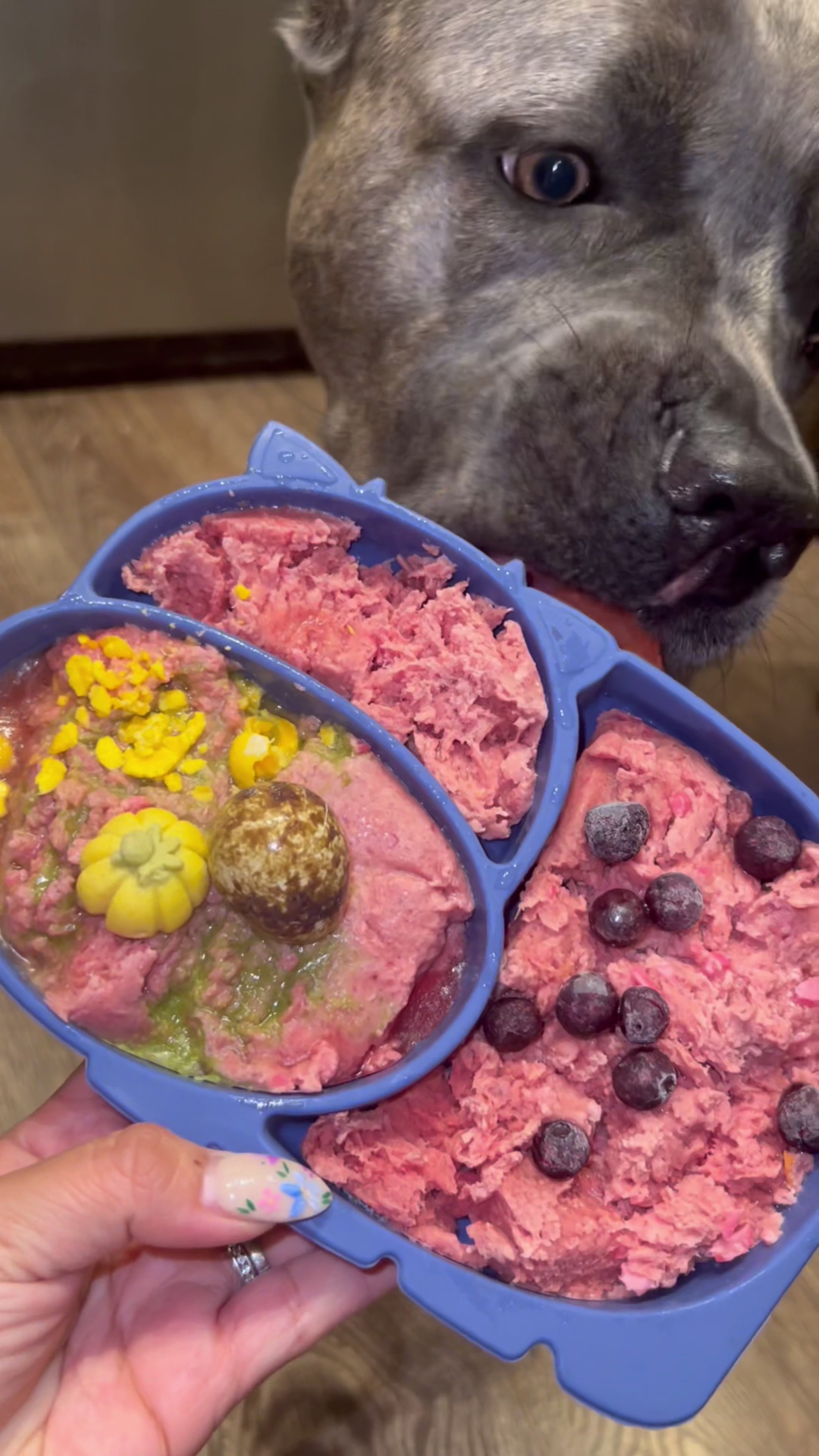@Remi the Cane Corso