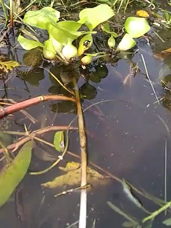 @sanjoypanja09.24