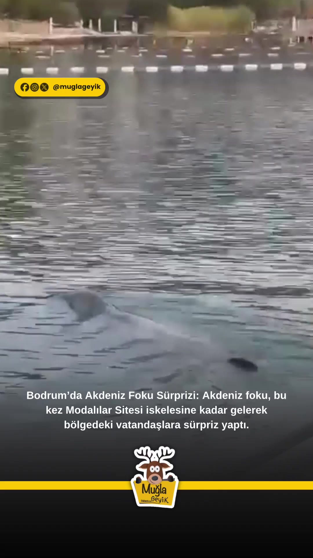 @Muğla Geyik