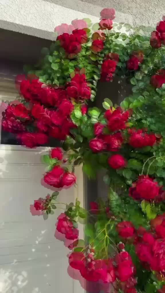 @Hina Khan