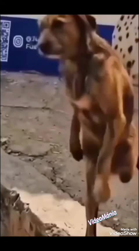 @💥video mània*