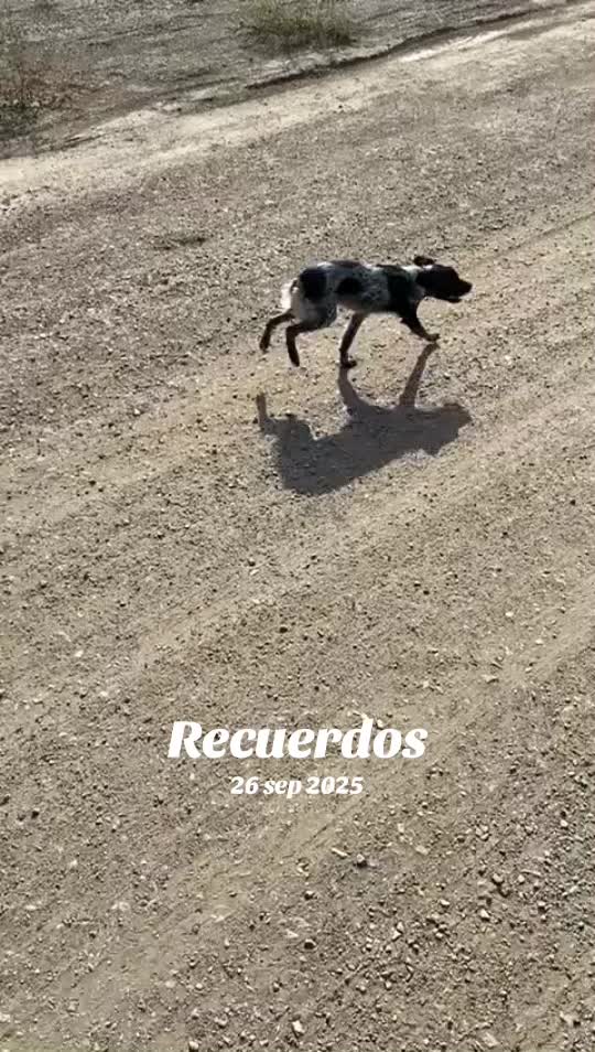 @rafa