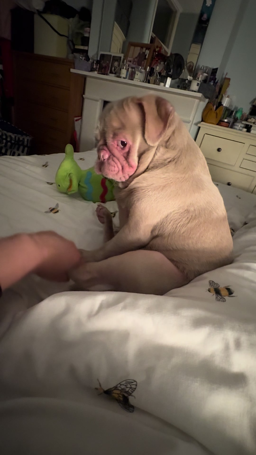 @pinkpugrufus