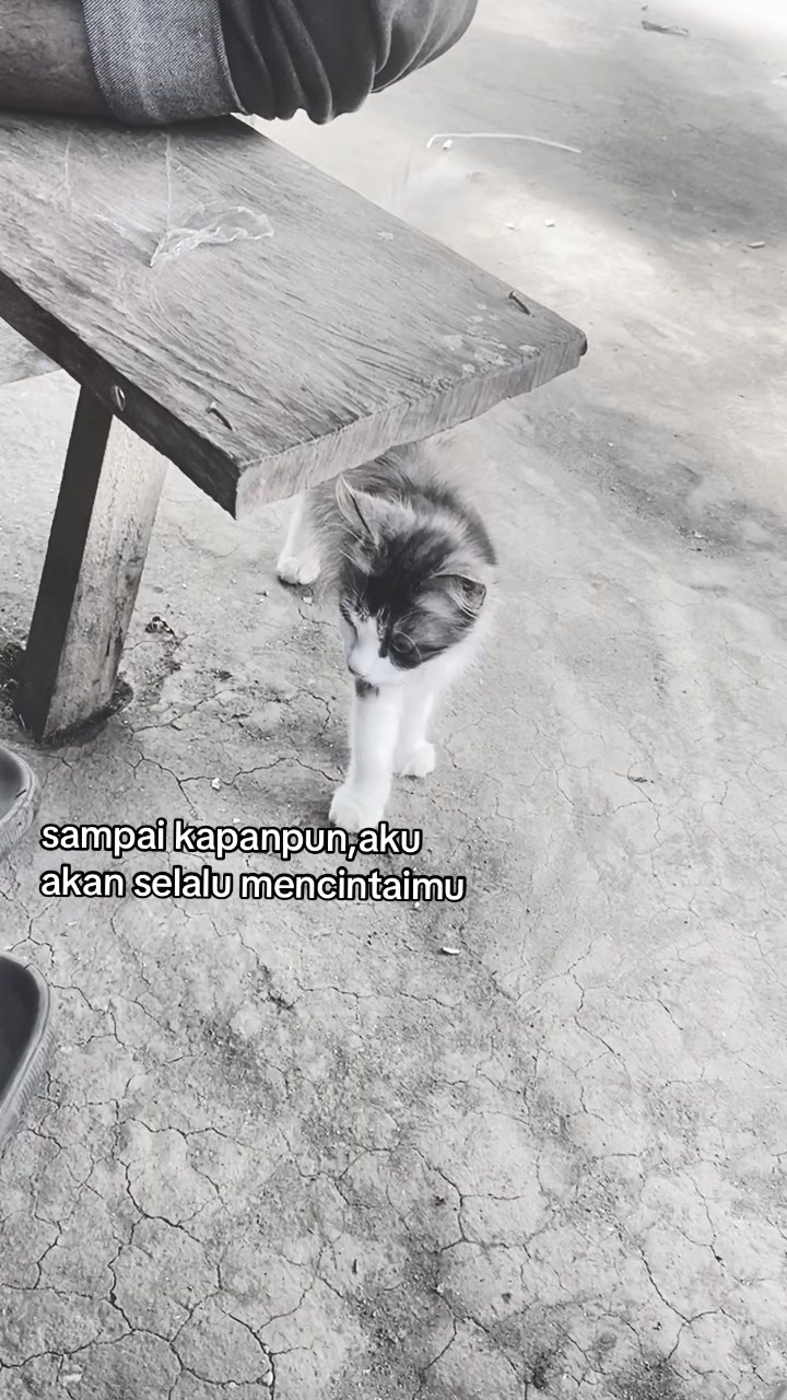 @Kamu ga papa?