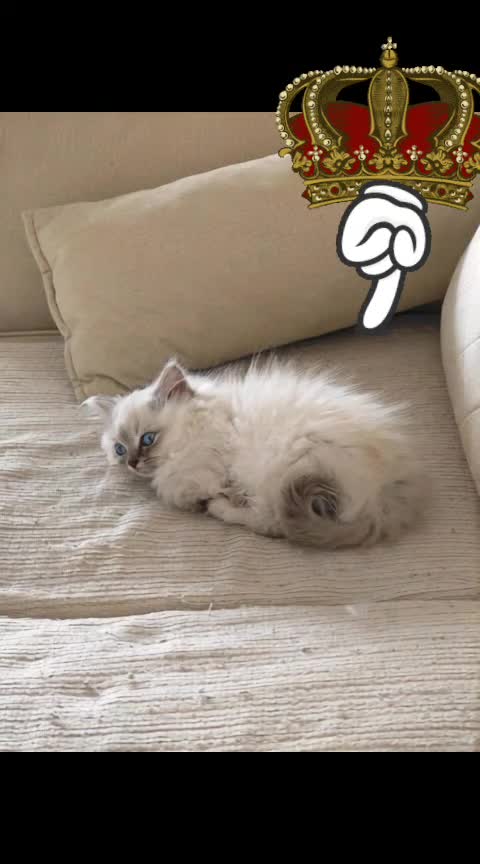 @Daisy The Cat