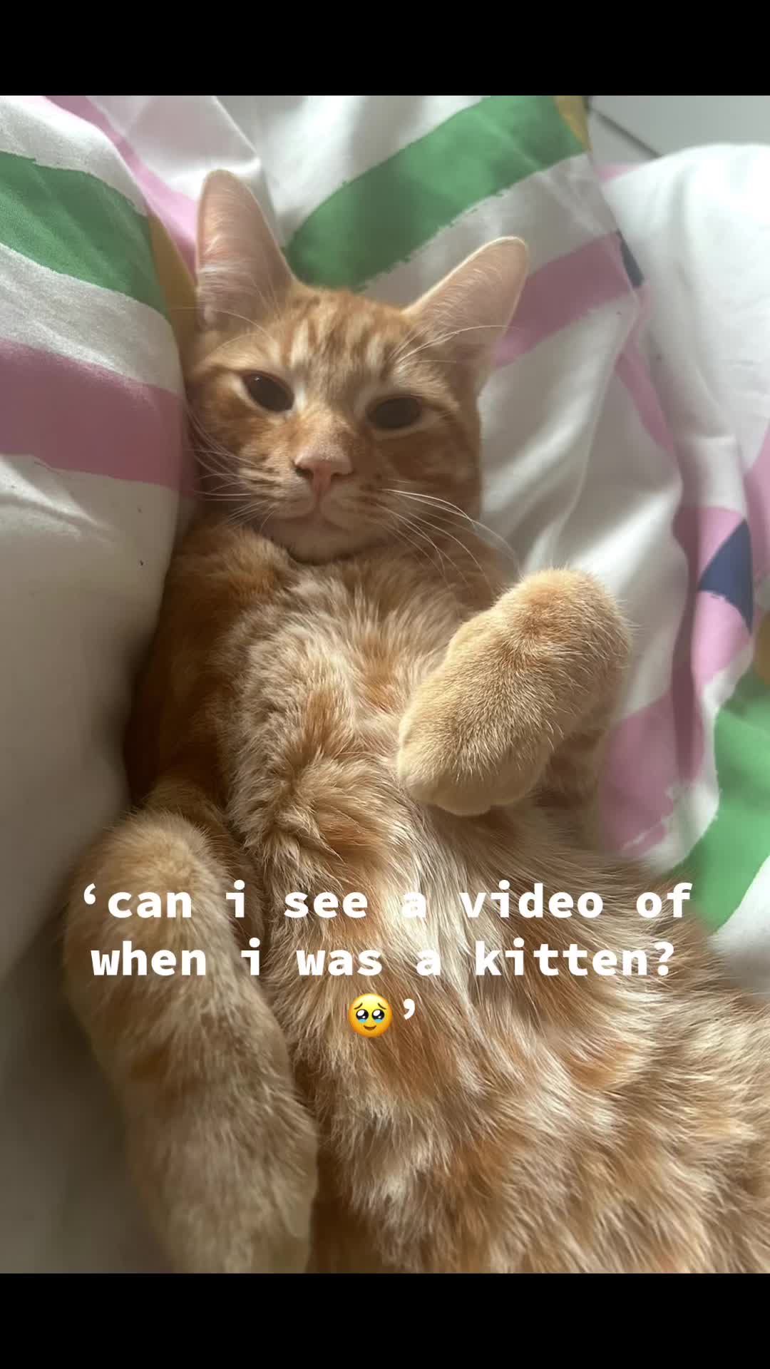 @Nacho&Bagel 🐈🐆