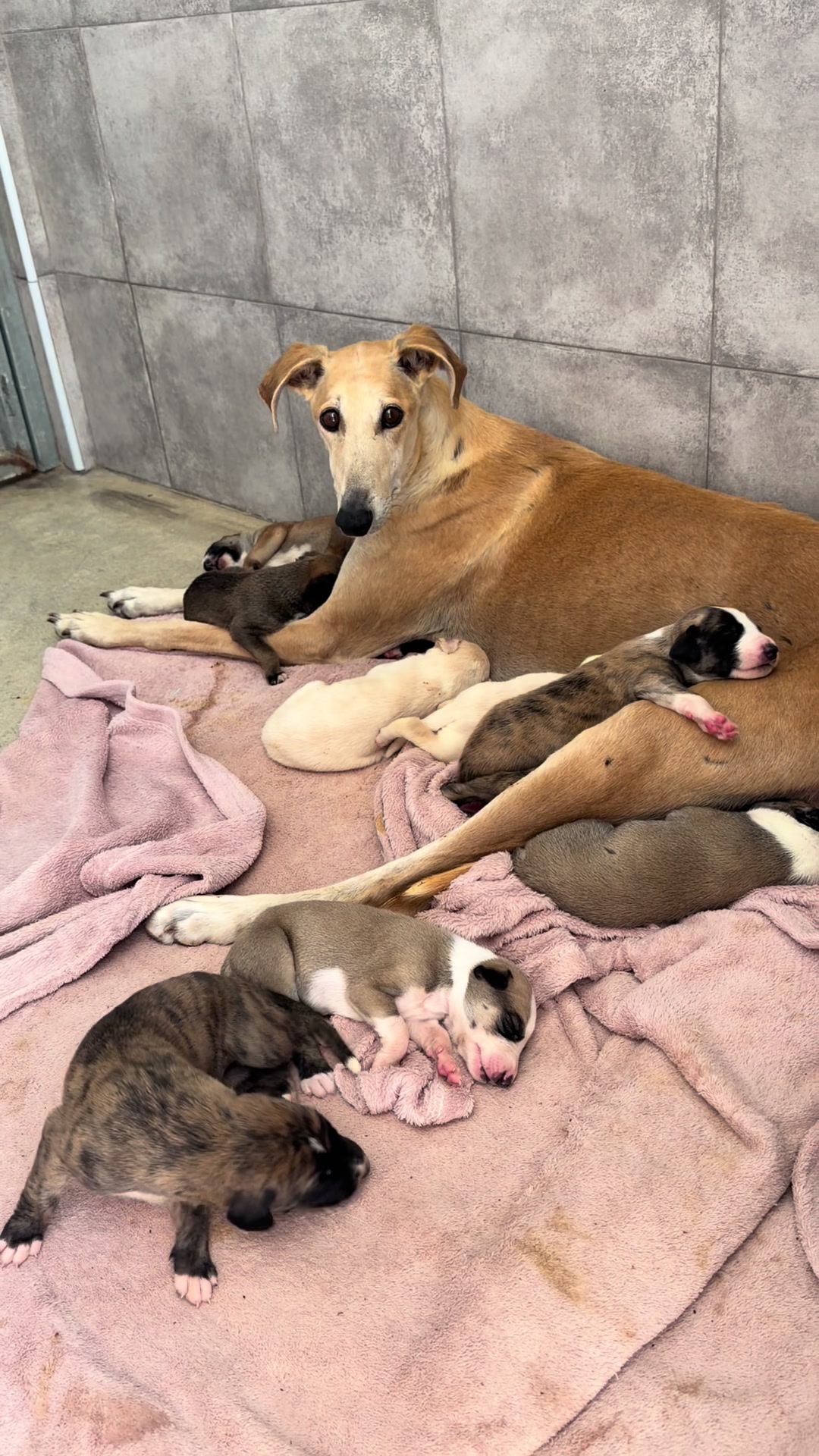 @Galgos del Sol