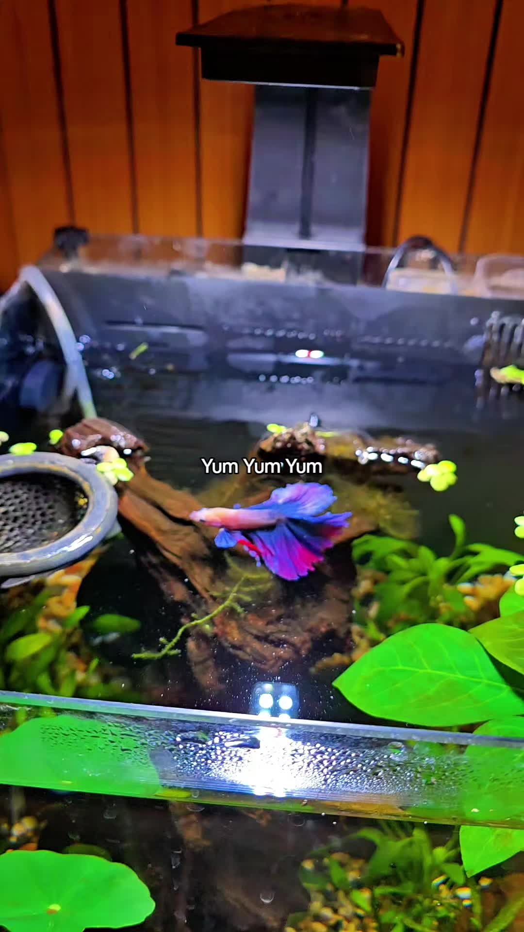 @NebulaTheBetta