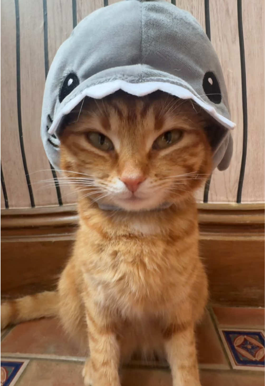 @Mittens