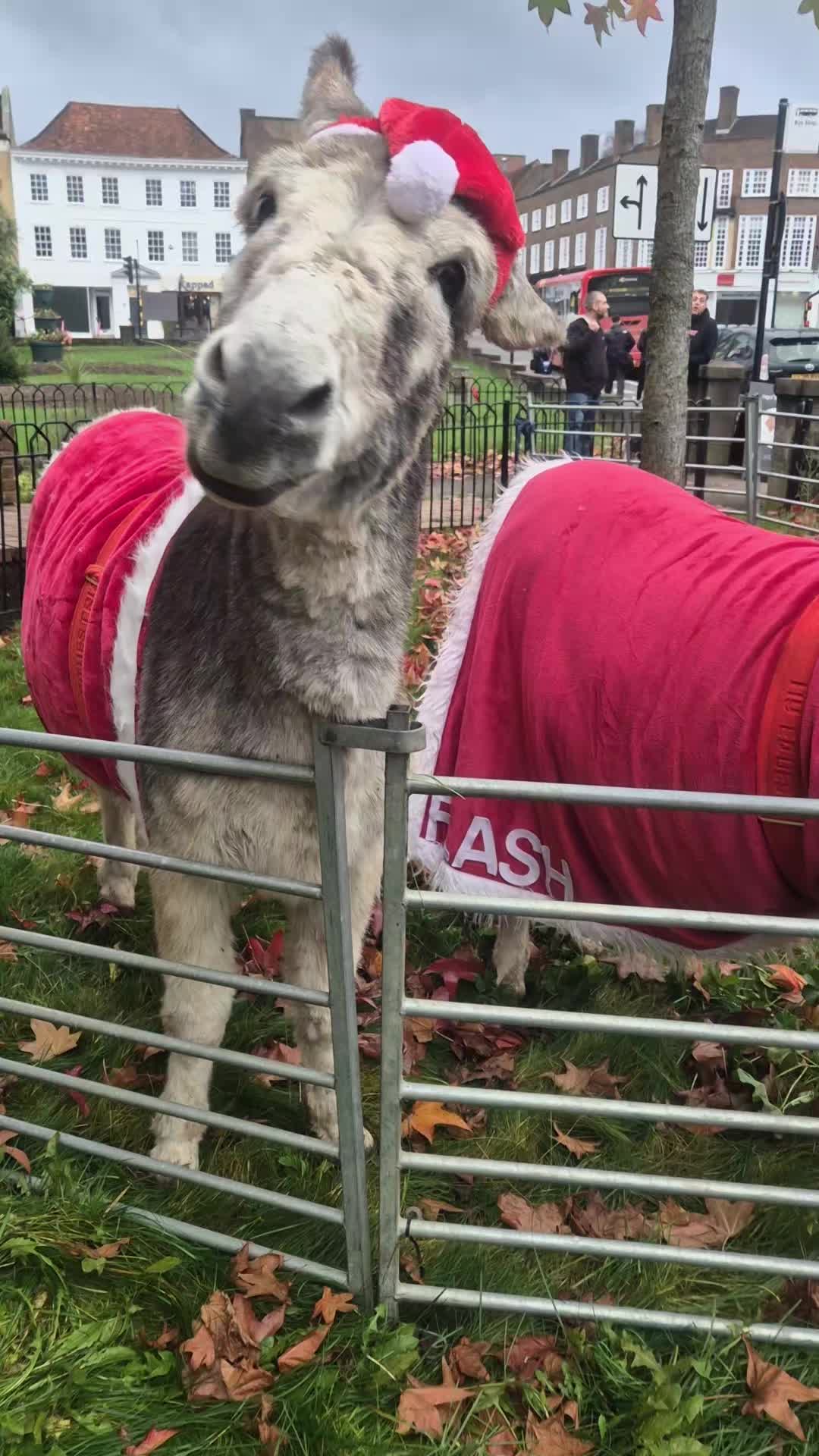 @Kellys Donkeys & 2nd Chance F