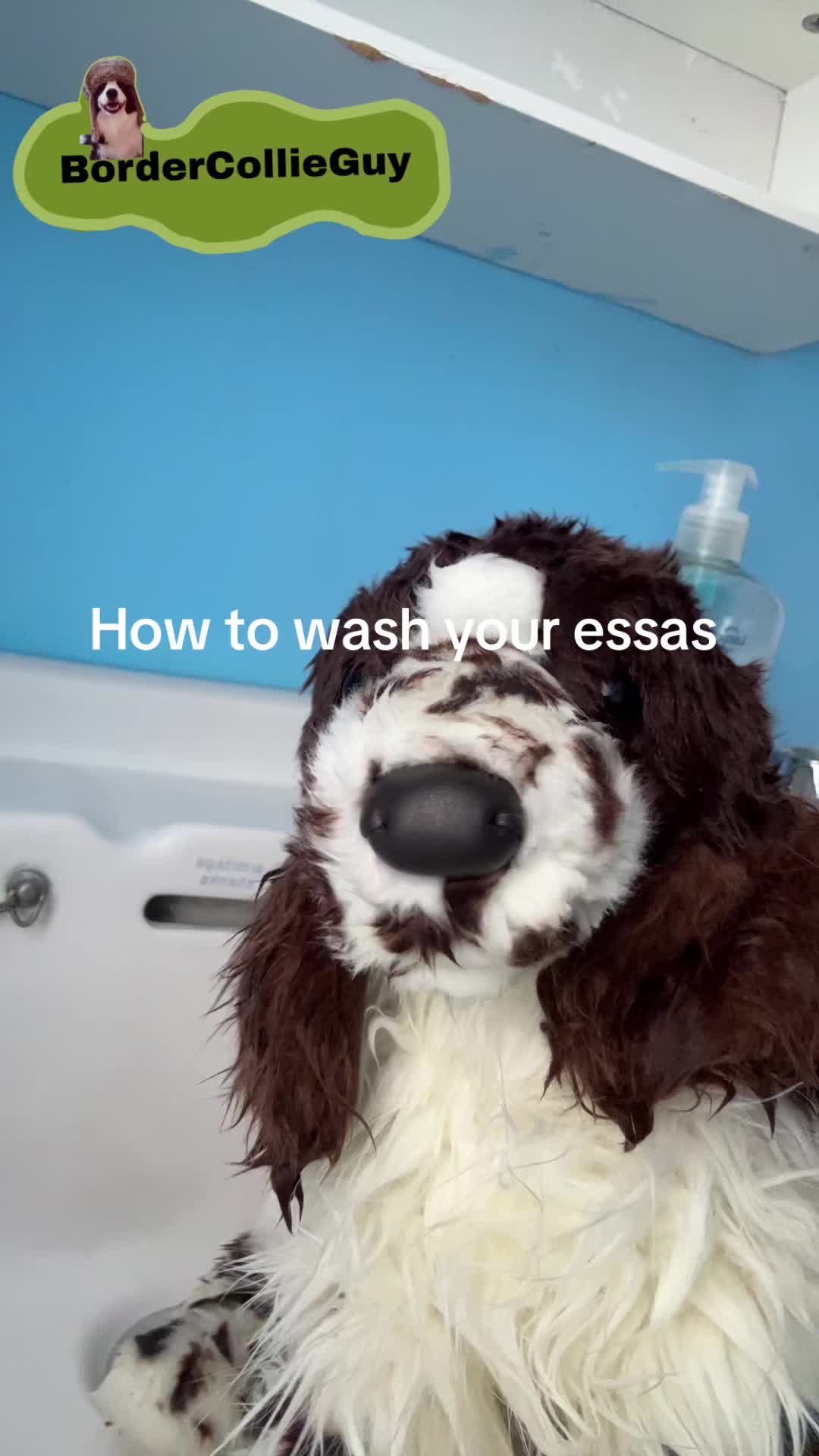 @bordercollieguy3