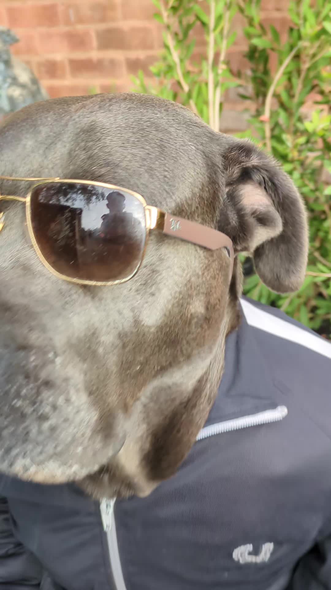 @mist_the_canecorso