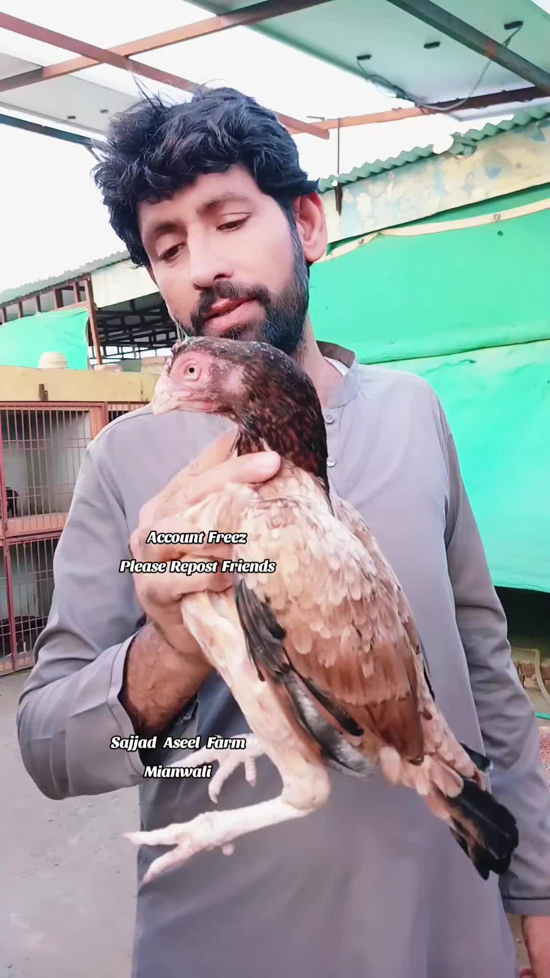 @Sajjad Aseel Farm