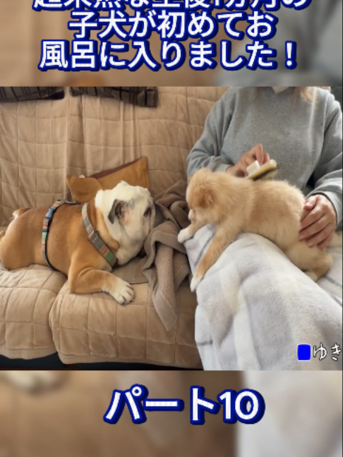 @ブルドッグぶるまるチャンネル Fan