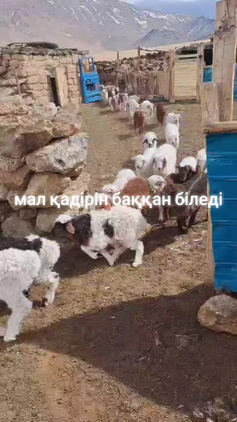 @MURAGYER ERBOL