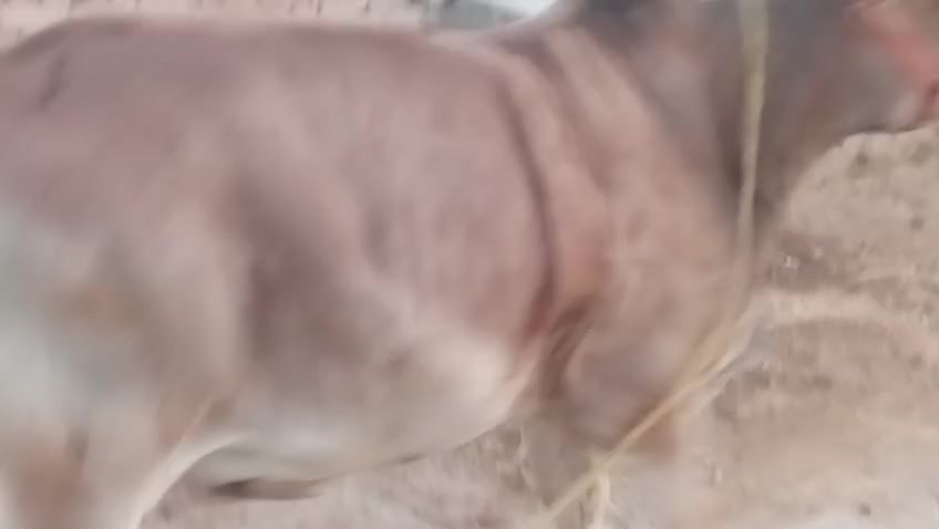 @HS Cattle Farm