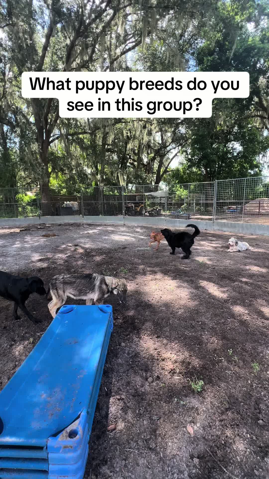 @saltdragonfarm
