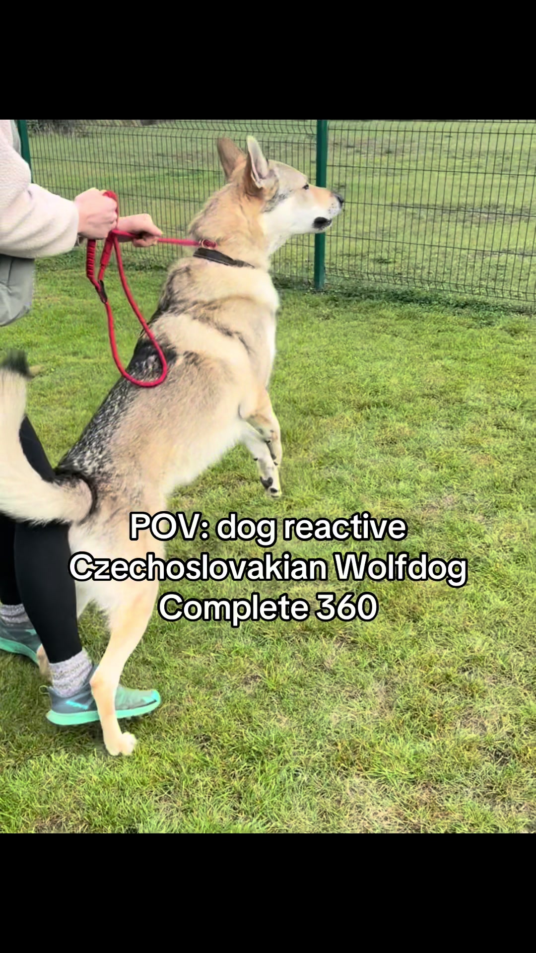 @SouthendDogTraining