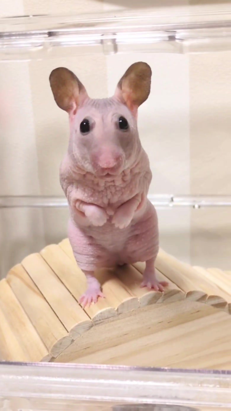 @たぴと仲間たち