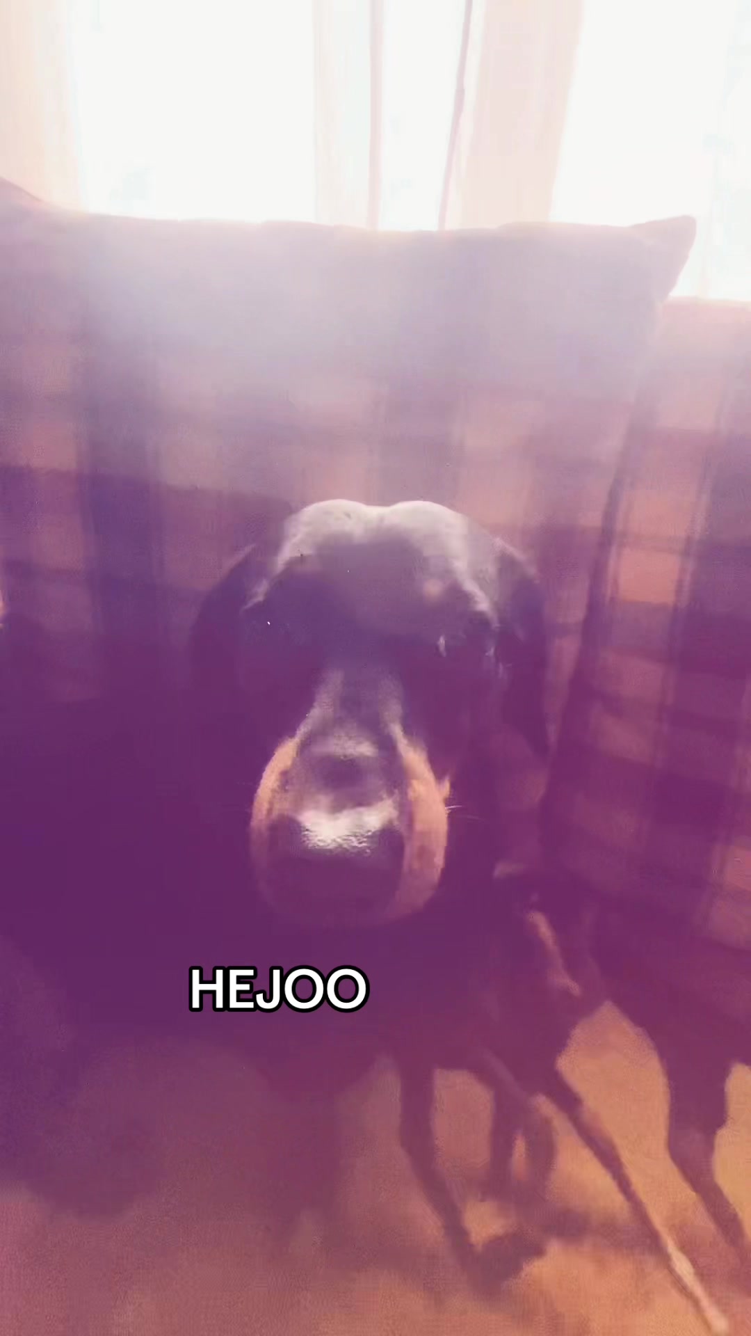 @TOFIKA🐶