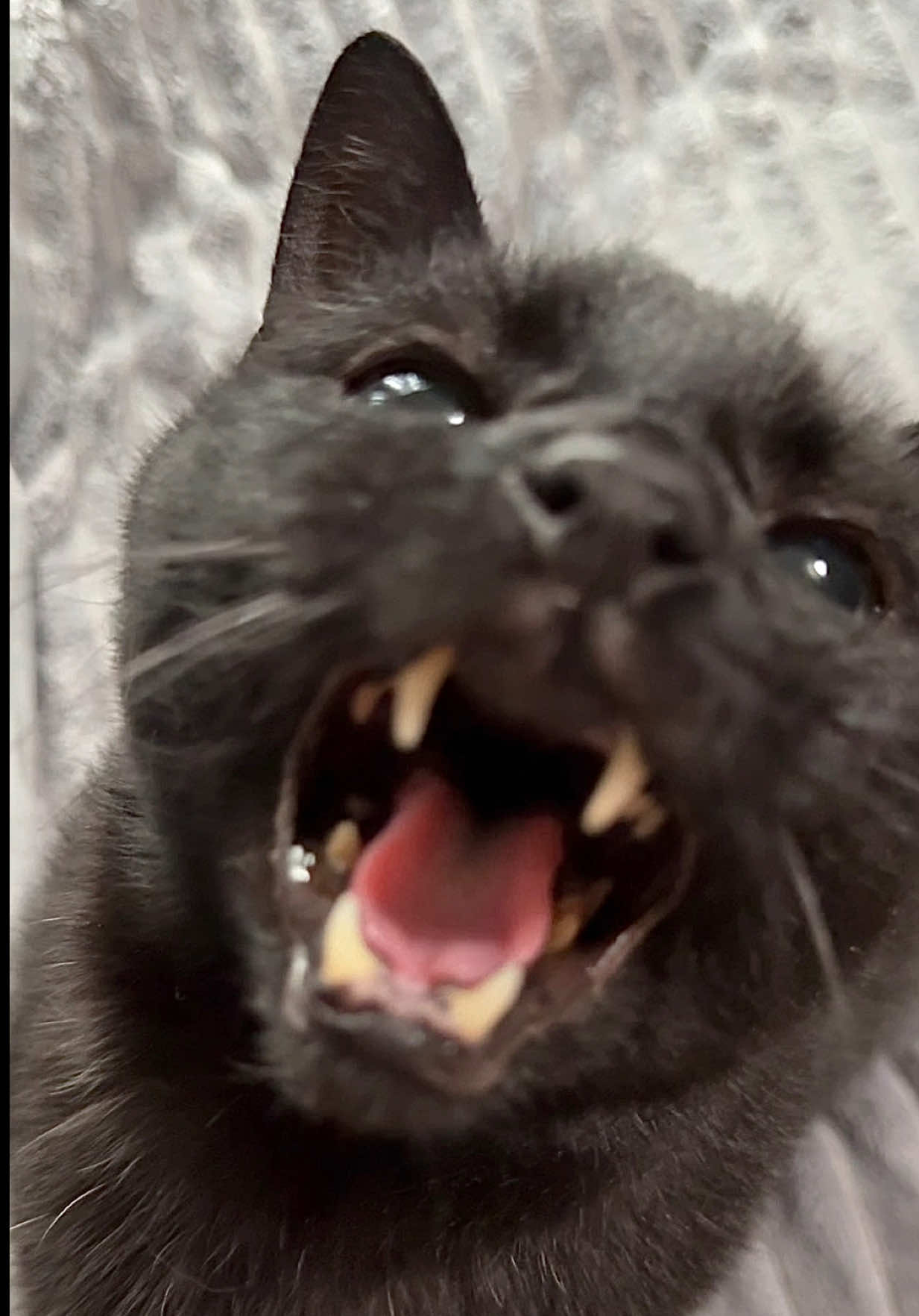 @Teefie_tribe 🐈⬛🐈⬛🐈🦷🦷
