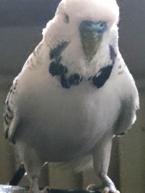 @Taha the Budgie