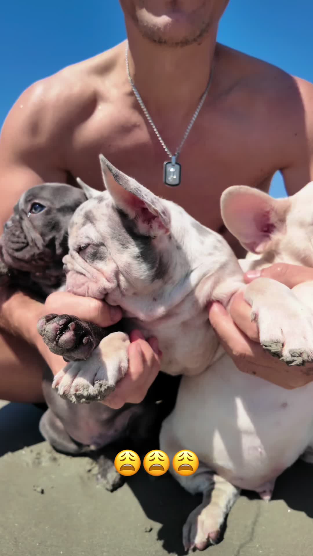 @✨Luxurious Frenchie House✨