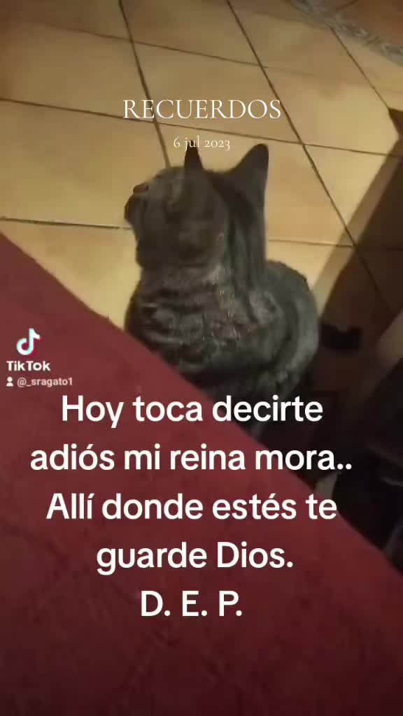 @Sra.Gato