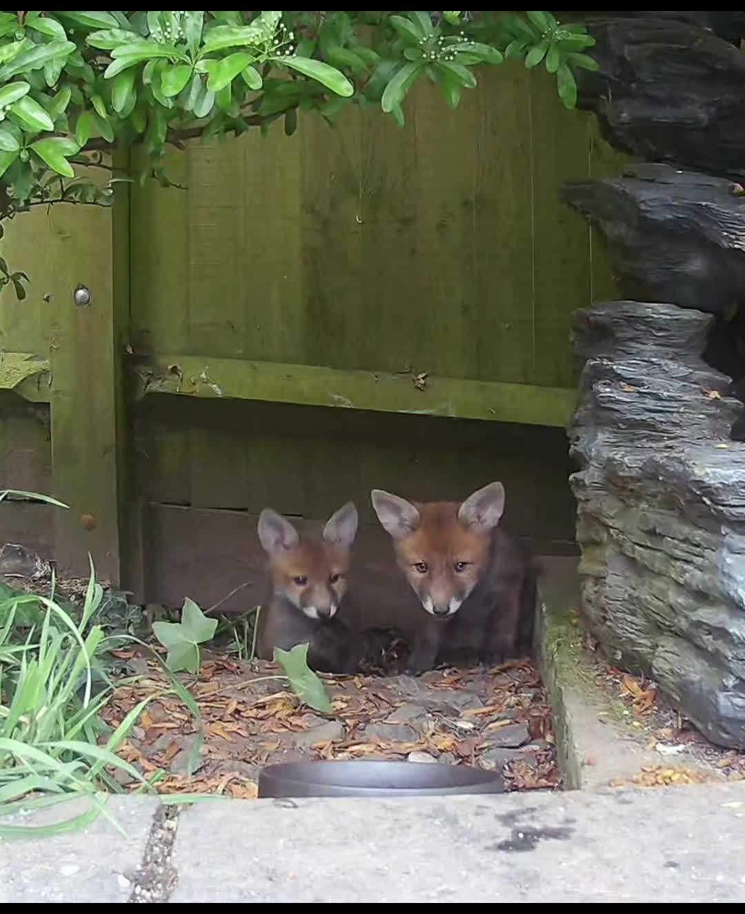 @gp_wildlife
