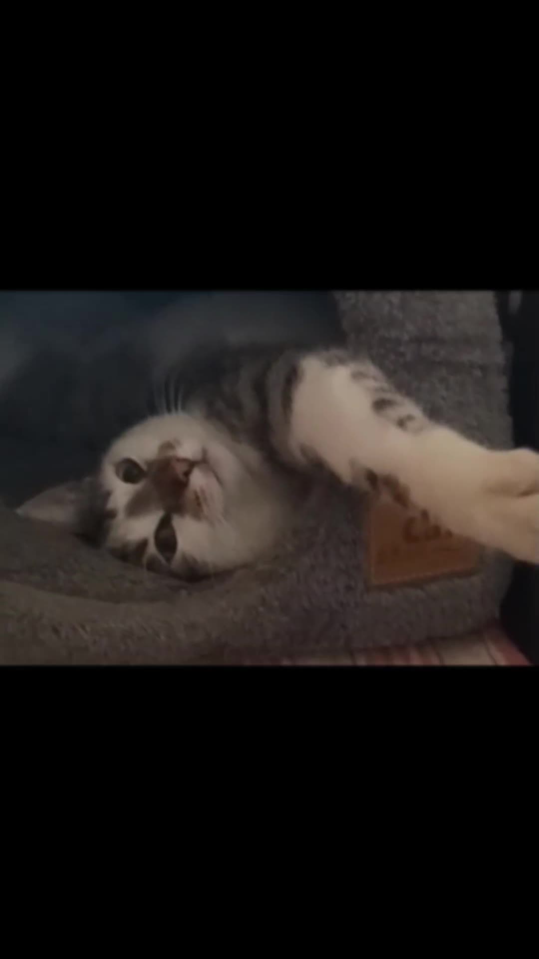 @Cat World