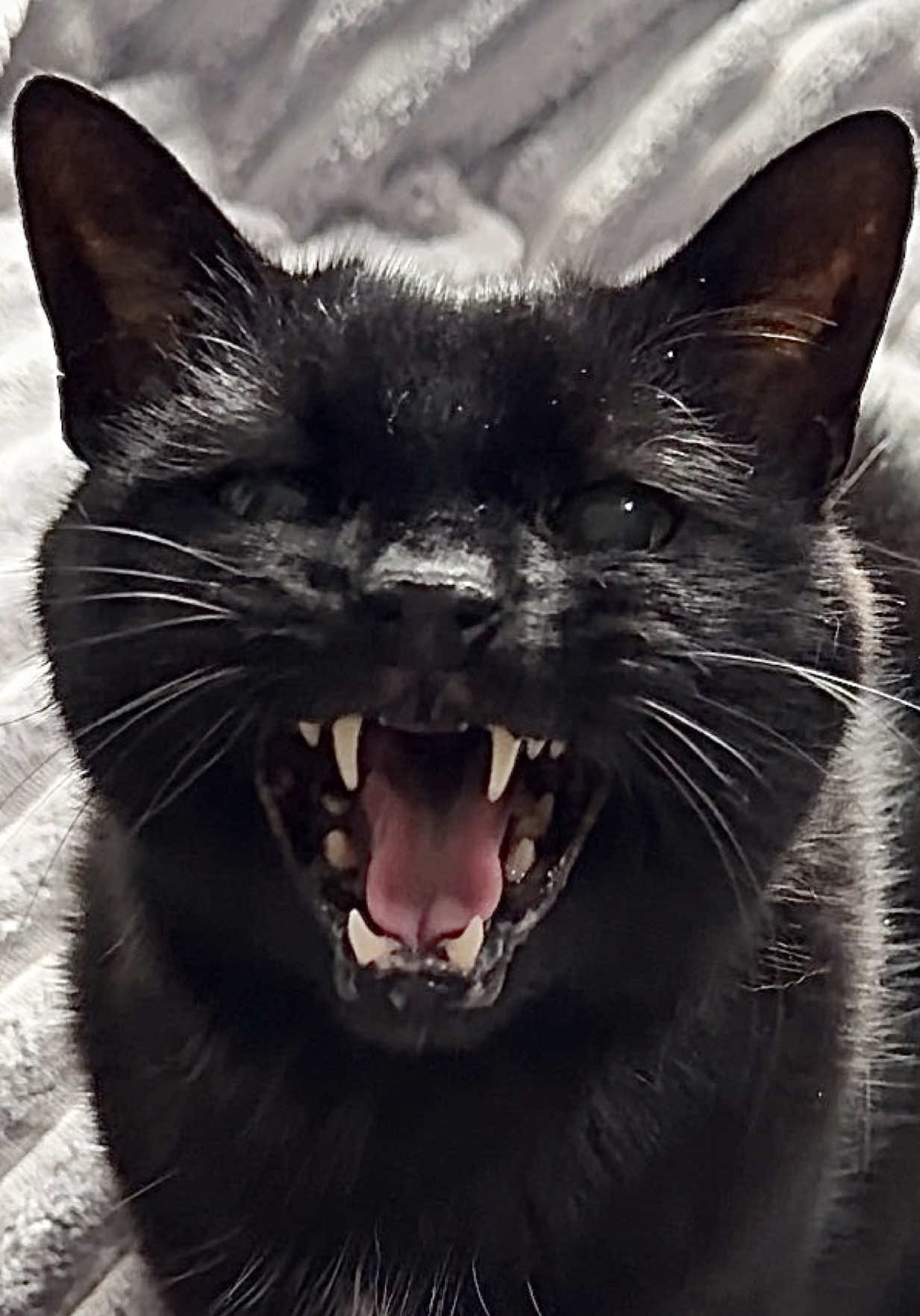 @Teefie_tribe 🐈⬛🐈⬛🐈🦷🦷