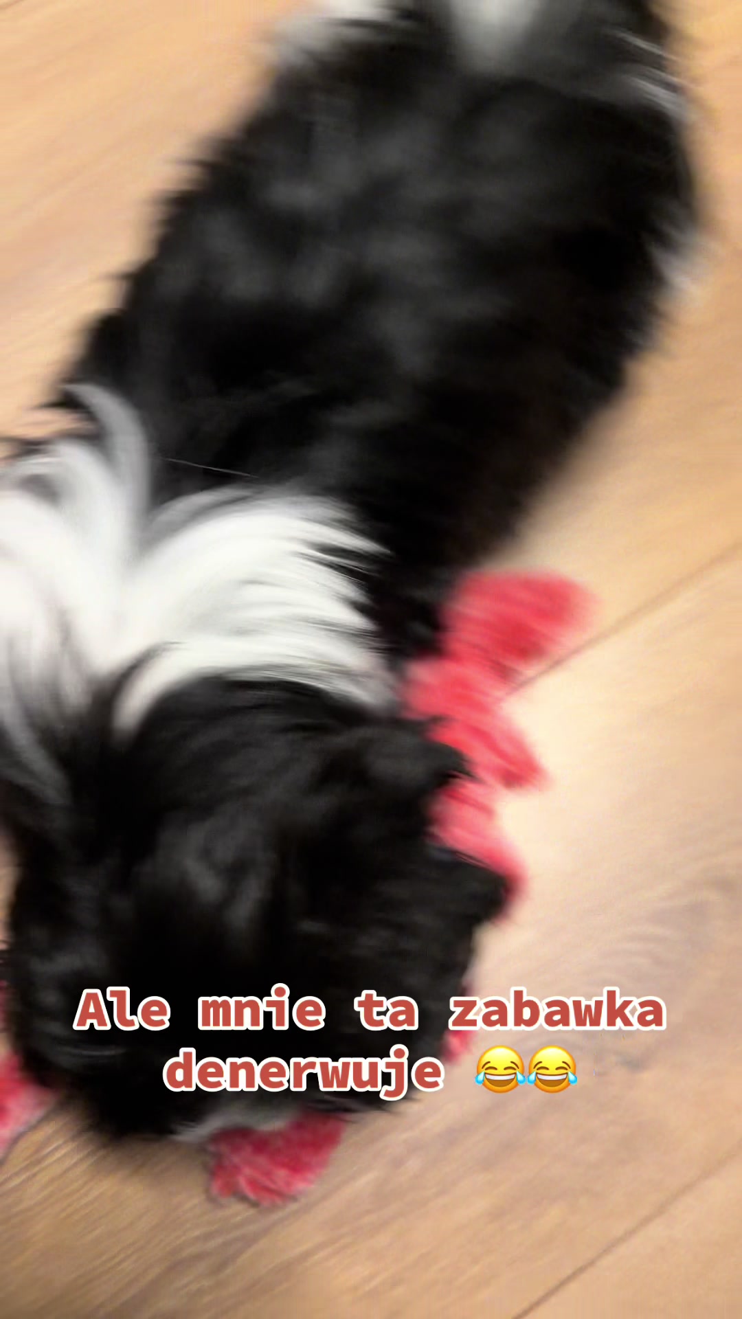 @Cleo shih-tzu