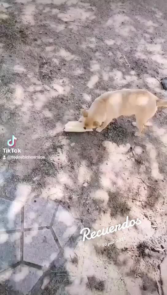 @todosbichosmios