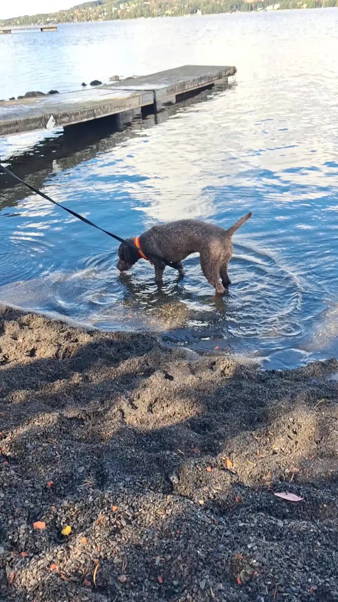 @Mhdogs 💎