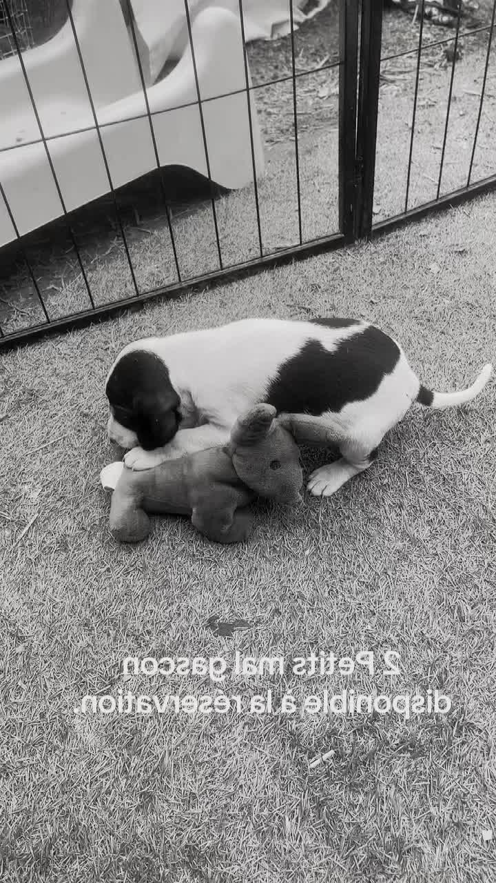@passion du chien courant