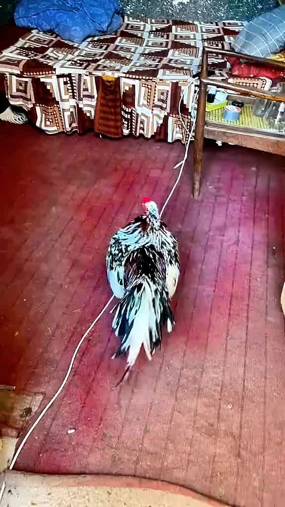 @احسن اعوان پنڈی وال اصیل