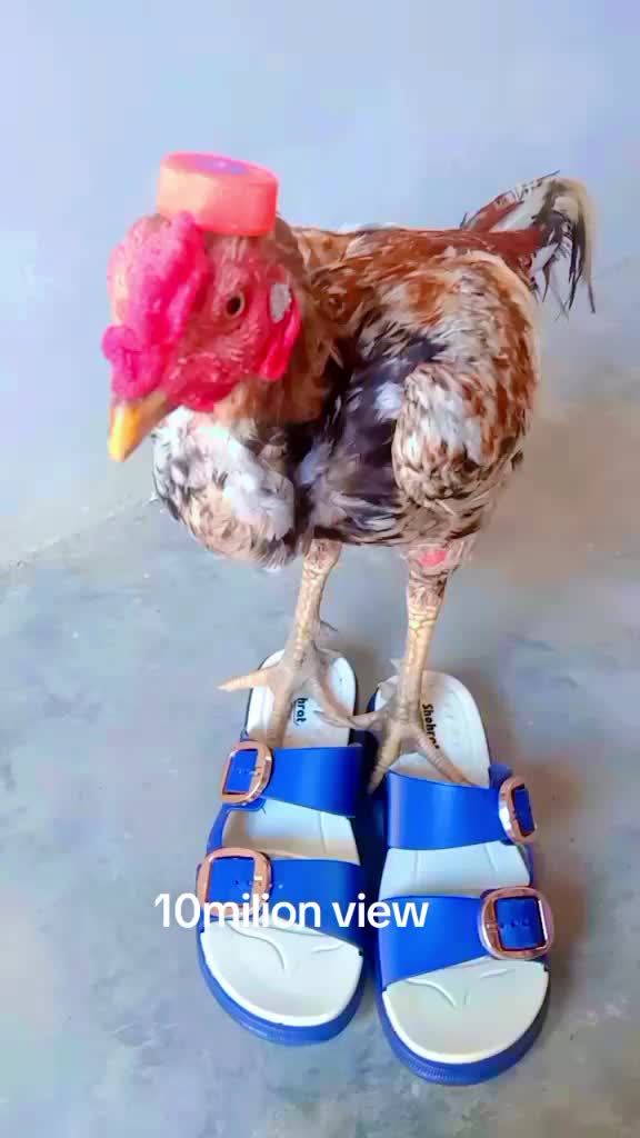 @Ayam 2