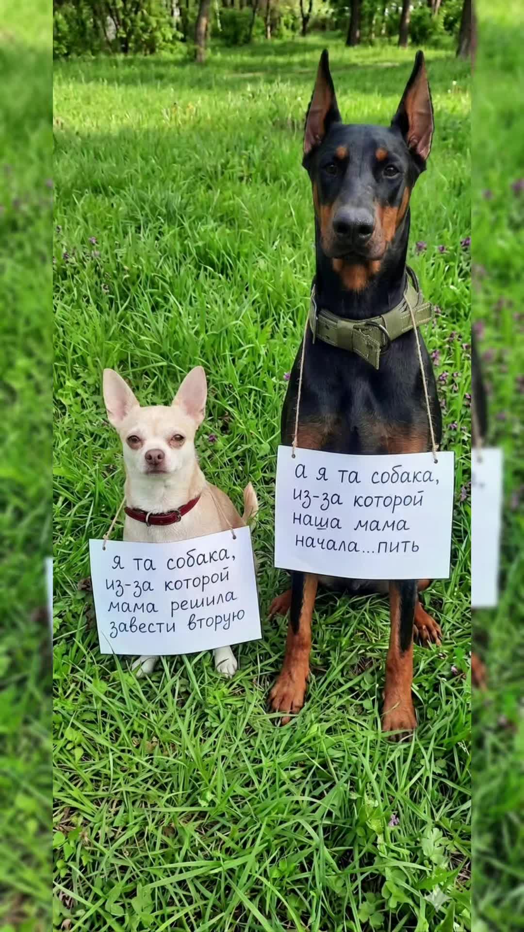 @eni.pets💎