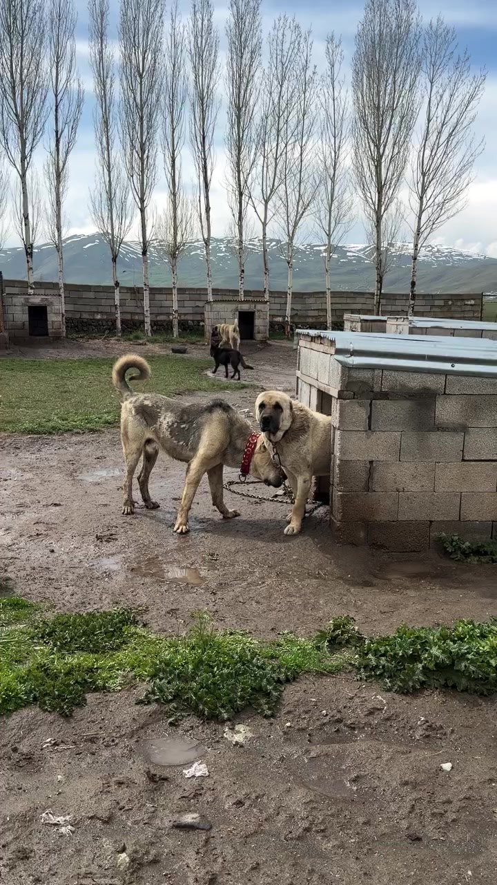 @Fırat yalçın Sevgi