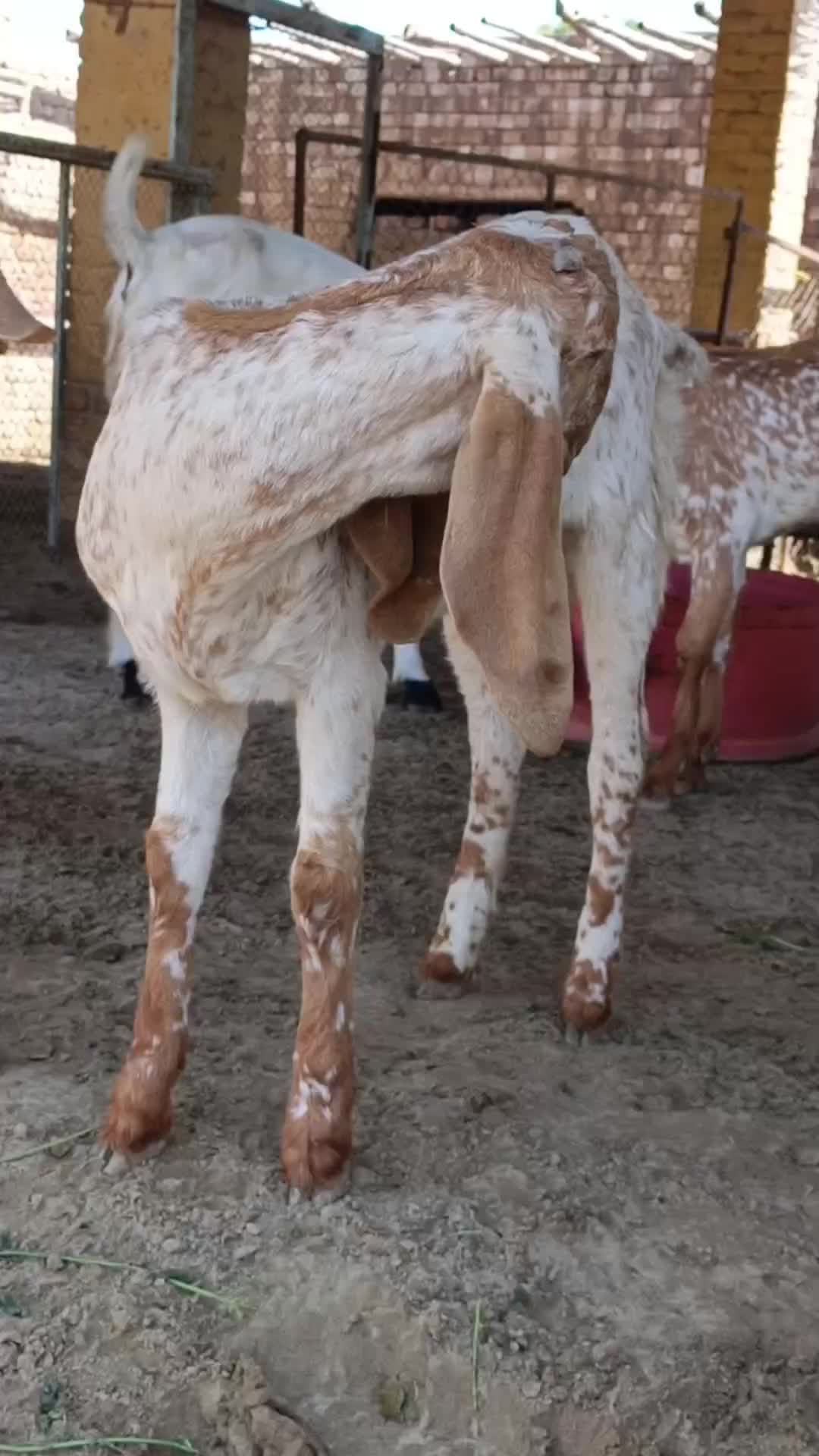 @AHMED GOAT CORNER 🐐🇵🇰