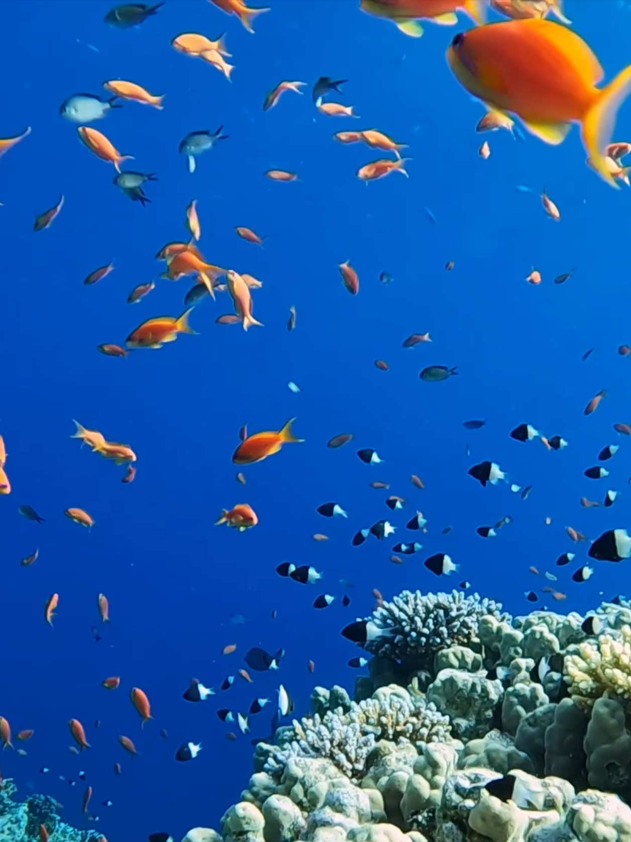 @Our Underwater Universe