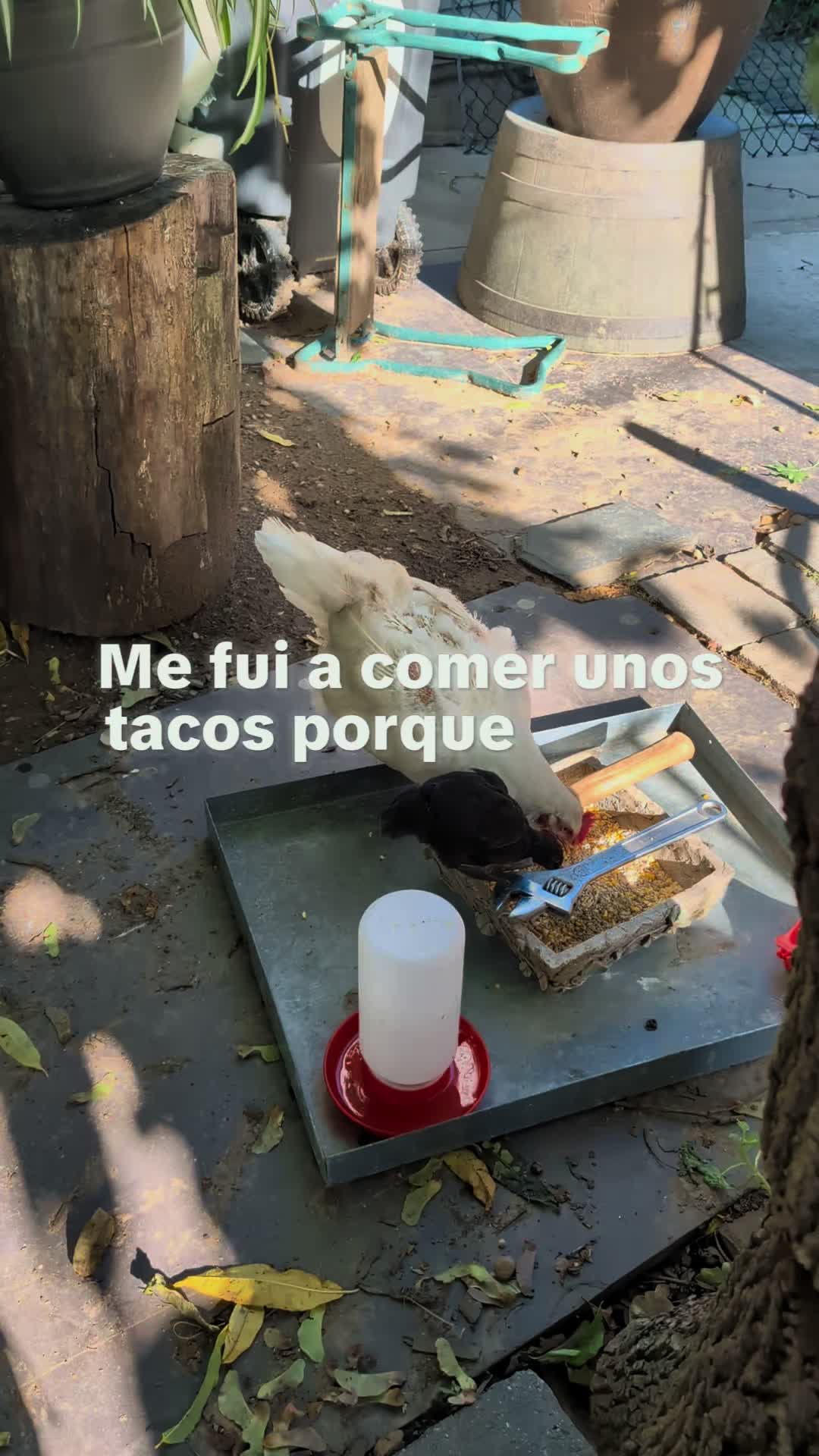 @Reyes Oaxaca