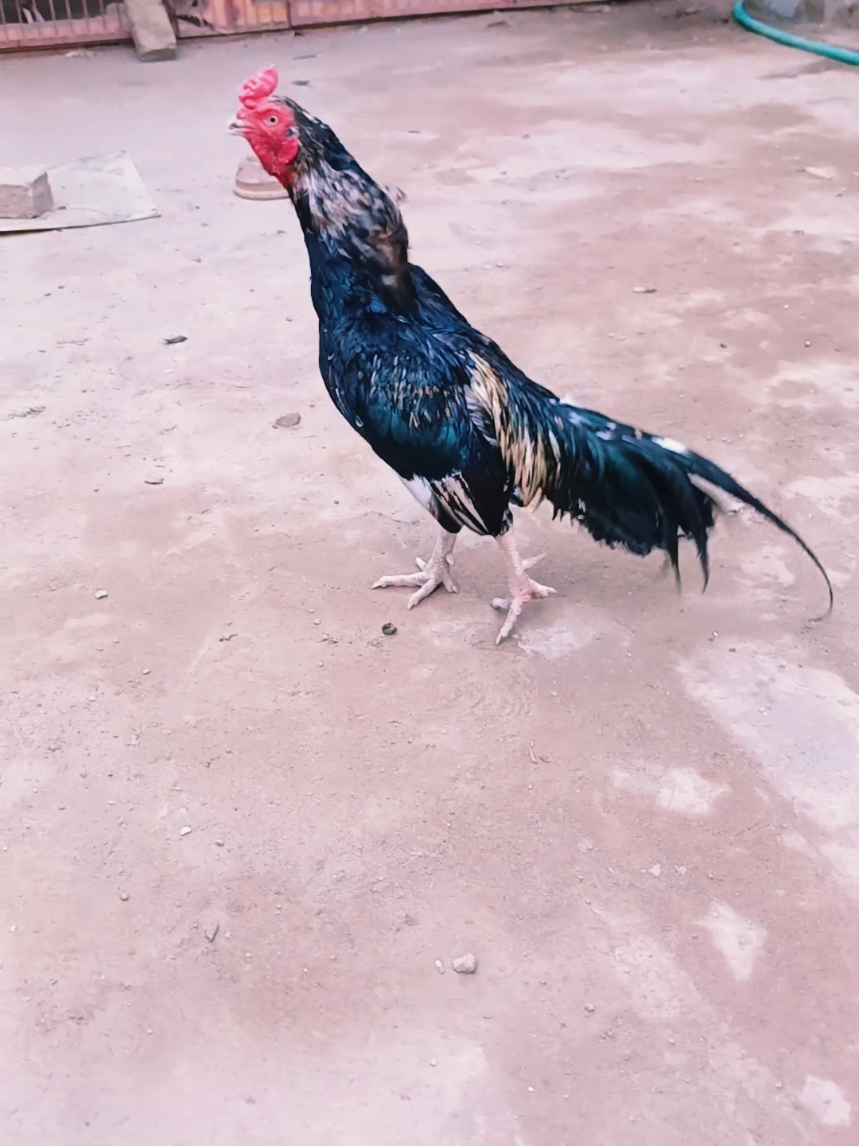 @Sajjad Aseel Farm
