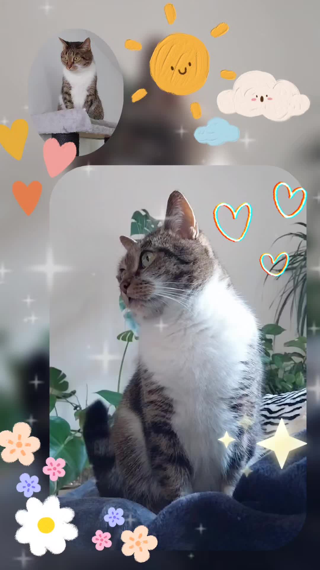 @Scotty🐱🐾🐱🐾 🐱🐾🐱🐾🐱🐾