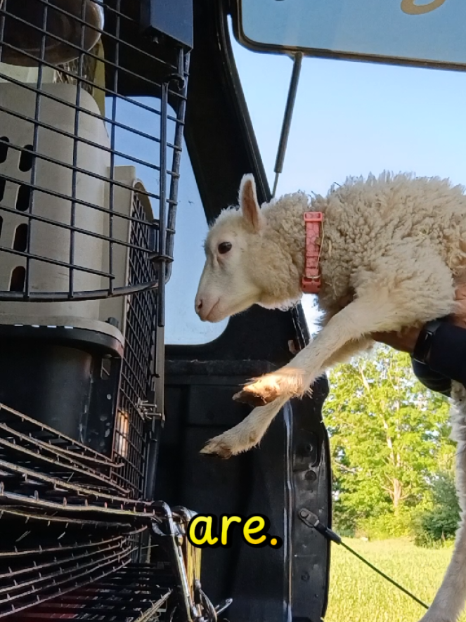 @New England Party Animals
