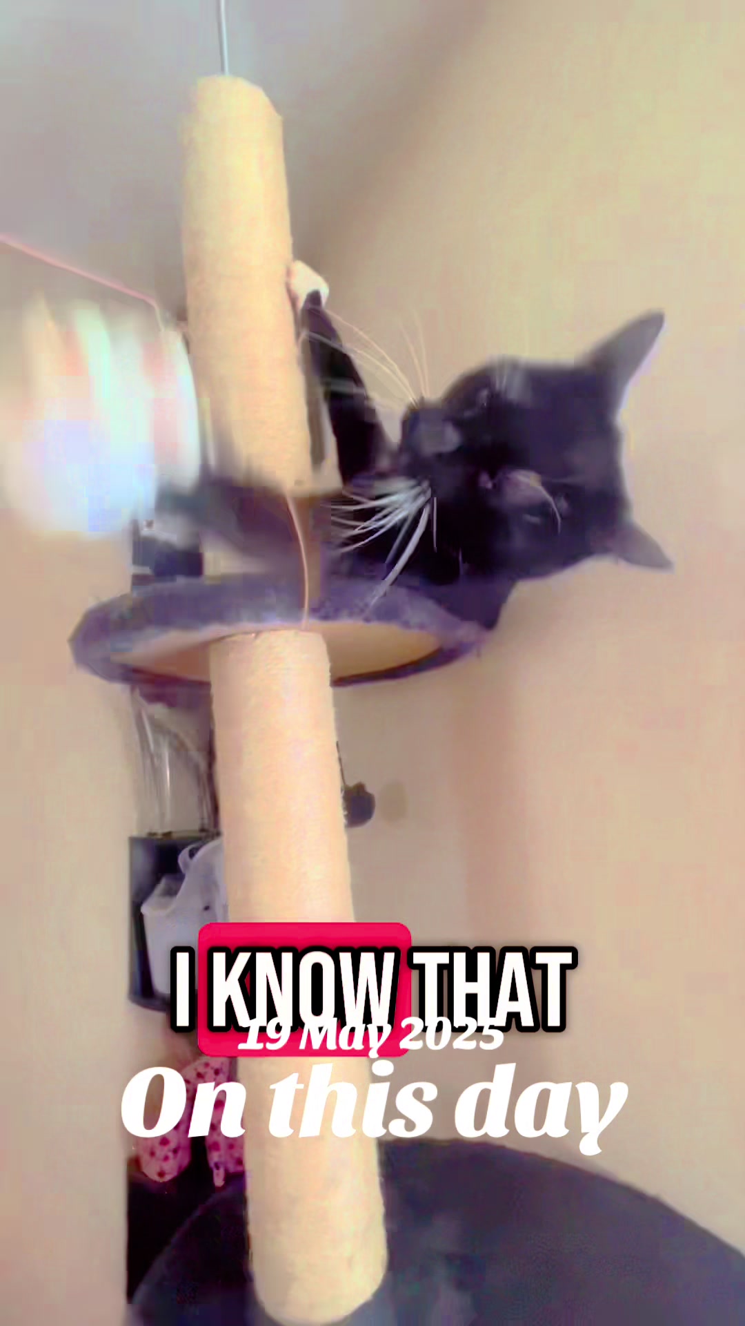 @Rebecca and Zorro 🐈⬛