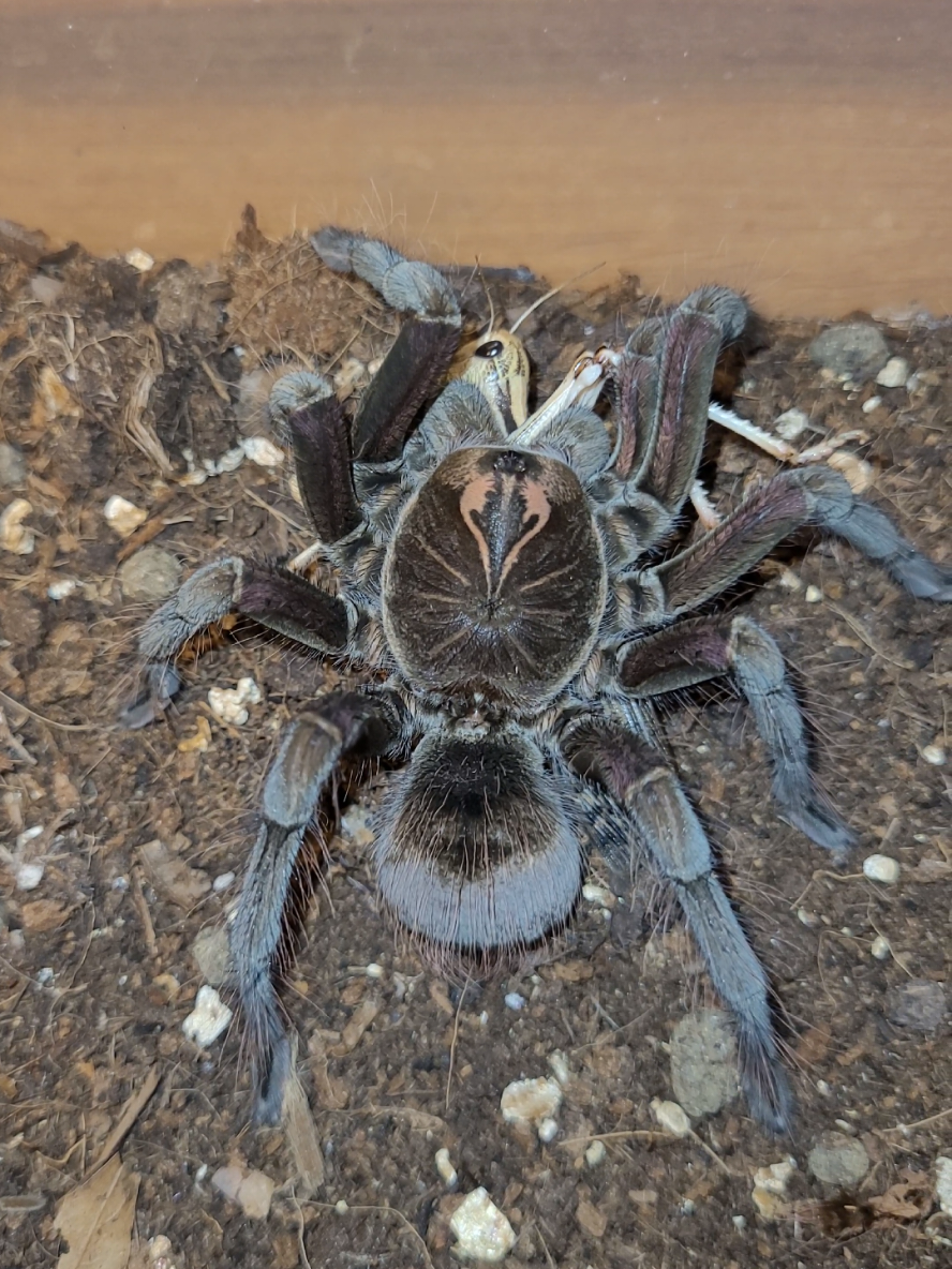 @Beast.spiders